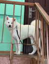 kriskaik Altpins Profile Picture