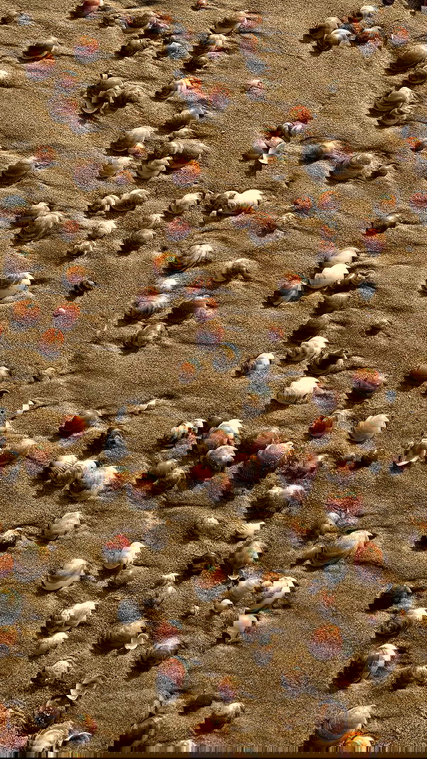 efrat_elmalich efrat_elmalich archive image