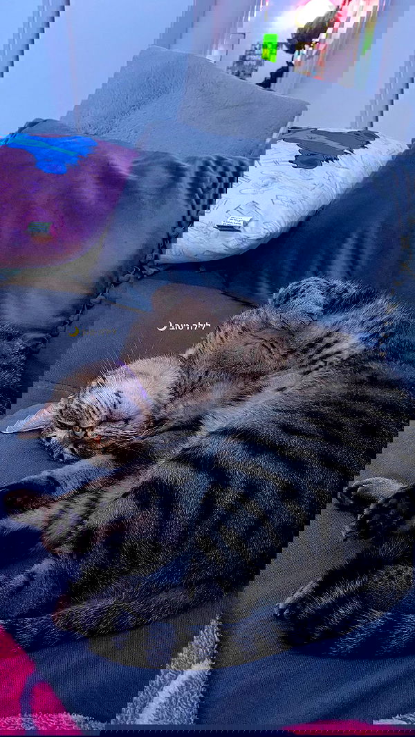 shanidahan7 image ~ Altpins