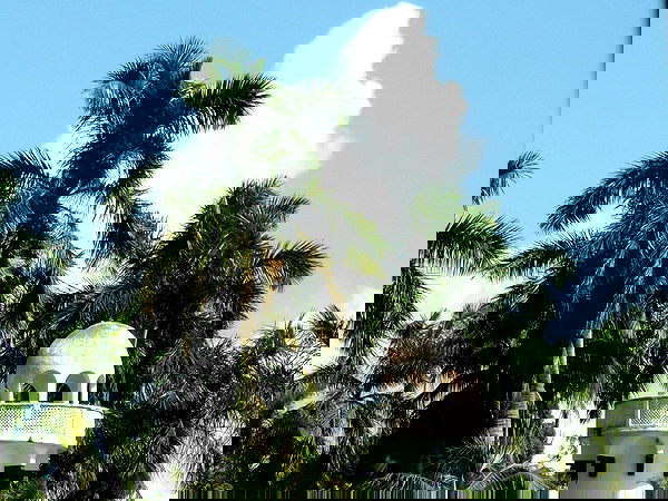 manjolamuriqi manjolamuriqi archive image