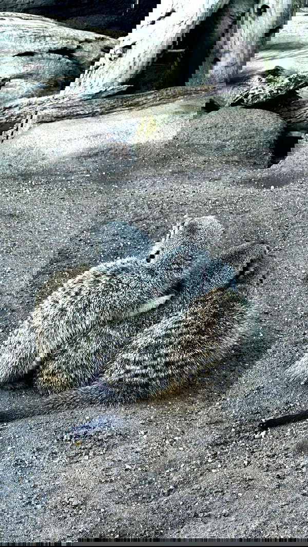 manjolamuriqi manjolamuriqi archive image