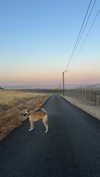 dashka.naz Altpins Profile Picture