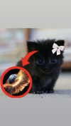 babynympho_archive Altpins Profile Picture