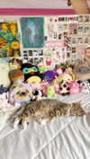brain_eaterr Altpins Profile Picture