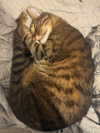 hellokittyangel666 Altpins Profile Picture