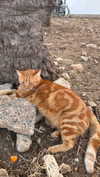 rott3nbambi Altpins Profile Picture