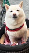 maya.keyy Altpins Profile Picture