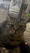 rott3nbambi Altpins Profile Picture