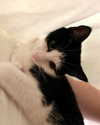 sophiecharlotth Altpins Profile Picture