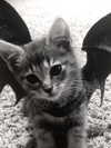 nyxaainaaa_ Altpins Profile Picture