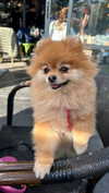 arielgino_ Altpins Profile Picture
