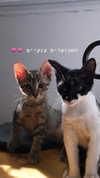 evasela__ Altpins Profile Picture