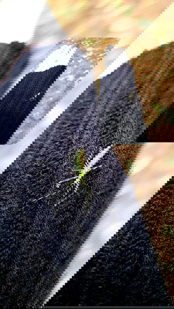 xombunni image ~ Altpins