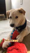 gabbyepstein Altpins Profile Picture