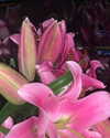 gisellelee8 Altpins Profile Picture
