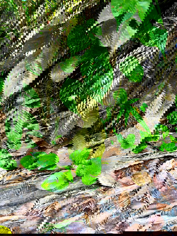 mosssaico mosssaico archive image