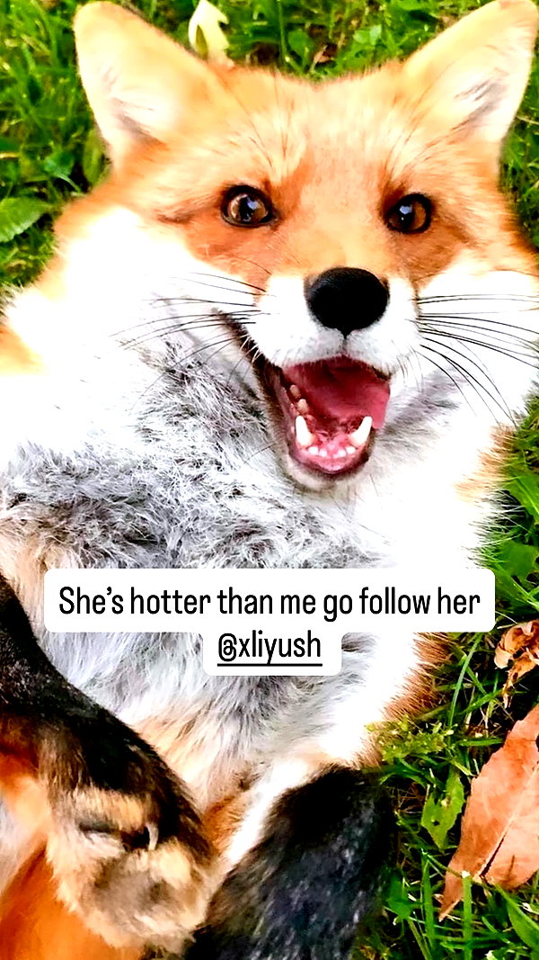moonliliaght instagram image archive image