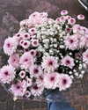 alma_ck_ Altpins Profile Picture