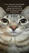 itsilanosh Altpins Profile Picture