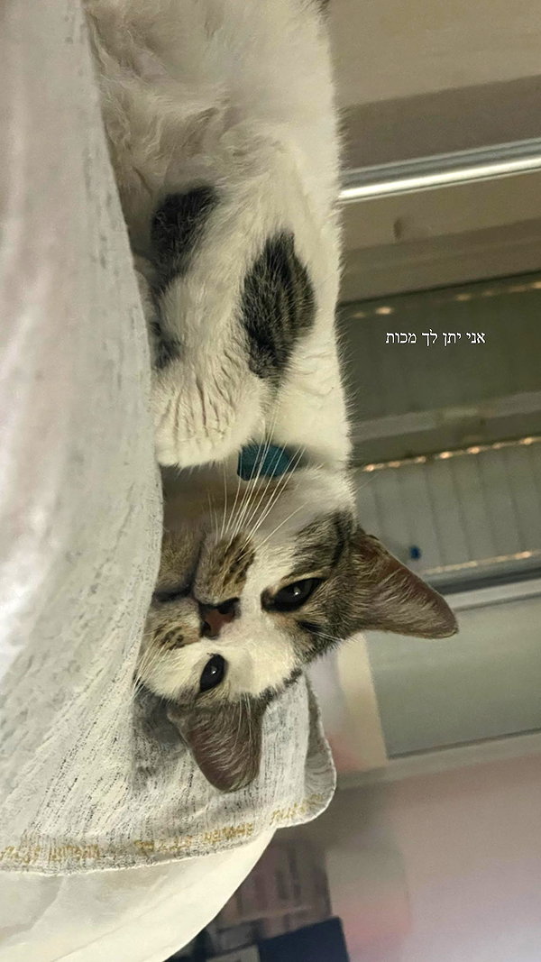maori_cohen archive image