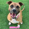 vanderpumpdogs Altpins Profile Picture
