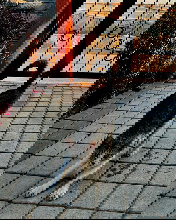 pinx_ir pinx_ir archive image