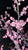 blarnes Altpins Profile Picture
