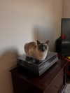 tatumchurch Altpins Profile Picture