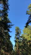nasstellaa Altpins Profile Picture