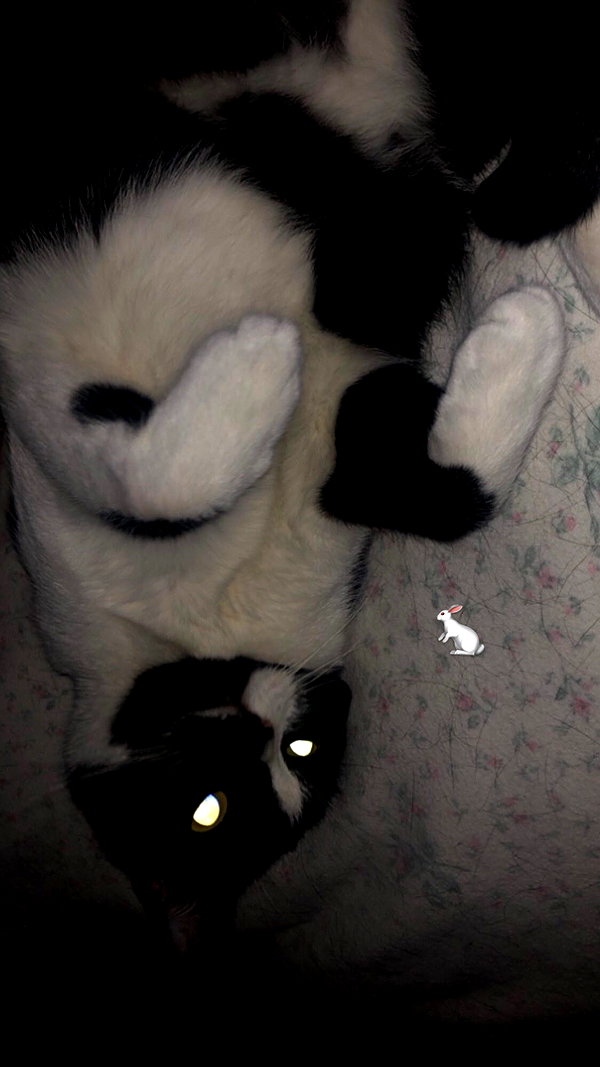 rott3nbambi instagram image archive image