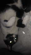rott3nbambi Altpins Profile Picture