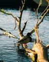 __rrenard__ Altpins Profile Picture