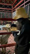 ptpchik Altpins Profile Picture