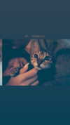 sabiyo Altpins Profile Picture