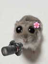 laluzone Altpins Profile Picture
