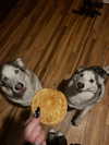 astarwbry_ Altpins Profile Picture