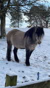 jahia_brown Altpins Profile Picture
