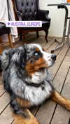 galibilaus Altpins Profile Picture