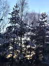 howeversnowy Altpins Profile Picture