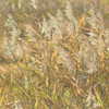 muze Altpins Profile Picture