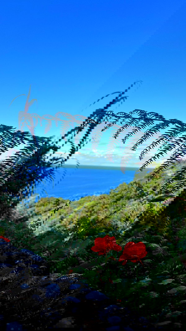 tamagotkri tamagotkri archive image