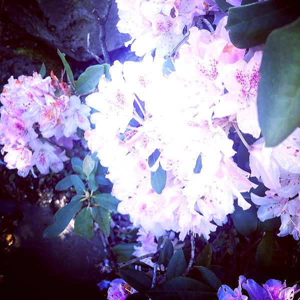 caterpiekae instagram image archive image