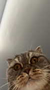 amatveyko Altpins Profile Picture