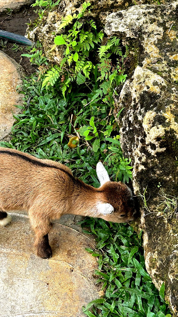 _mashachka_ _mashachka_ archive image