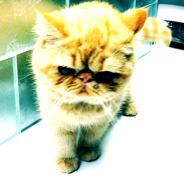 lilbieber instagram image archive image