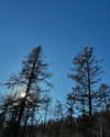 indra0102_ Altpins Profile Picture