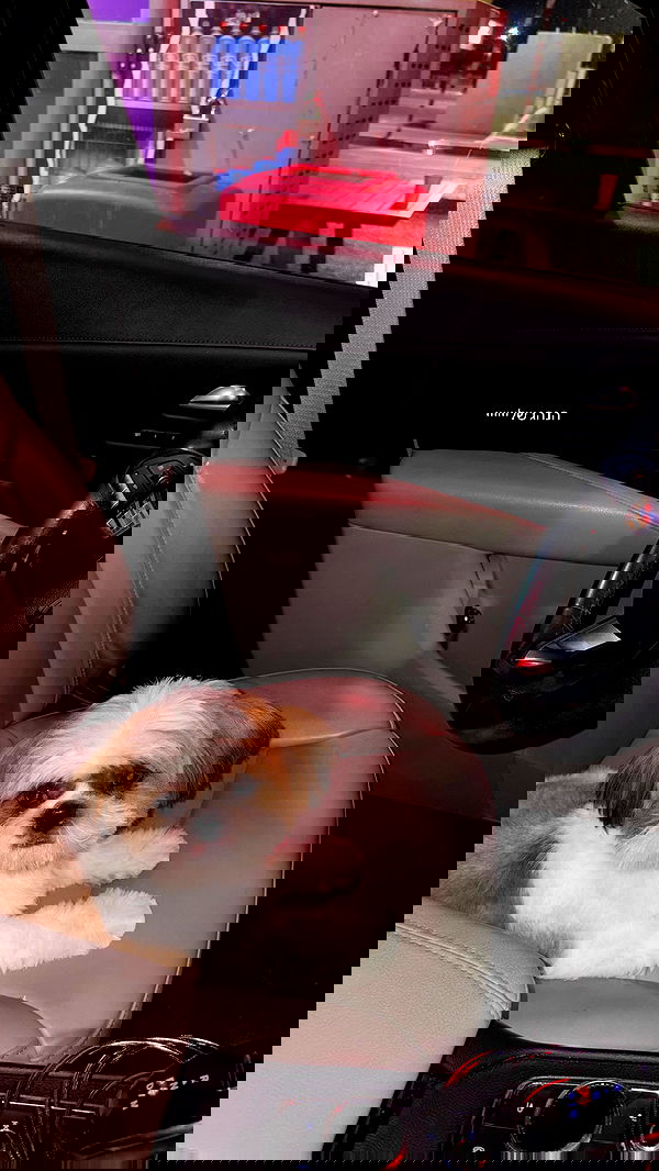 noammalka___ noammalka___ archive image