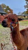 danamrts Altpins Profile Picture