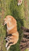 hadas_mayer_ Altpins Profile Picture