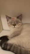 anesa.zm Altpins Profile Picture